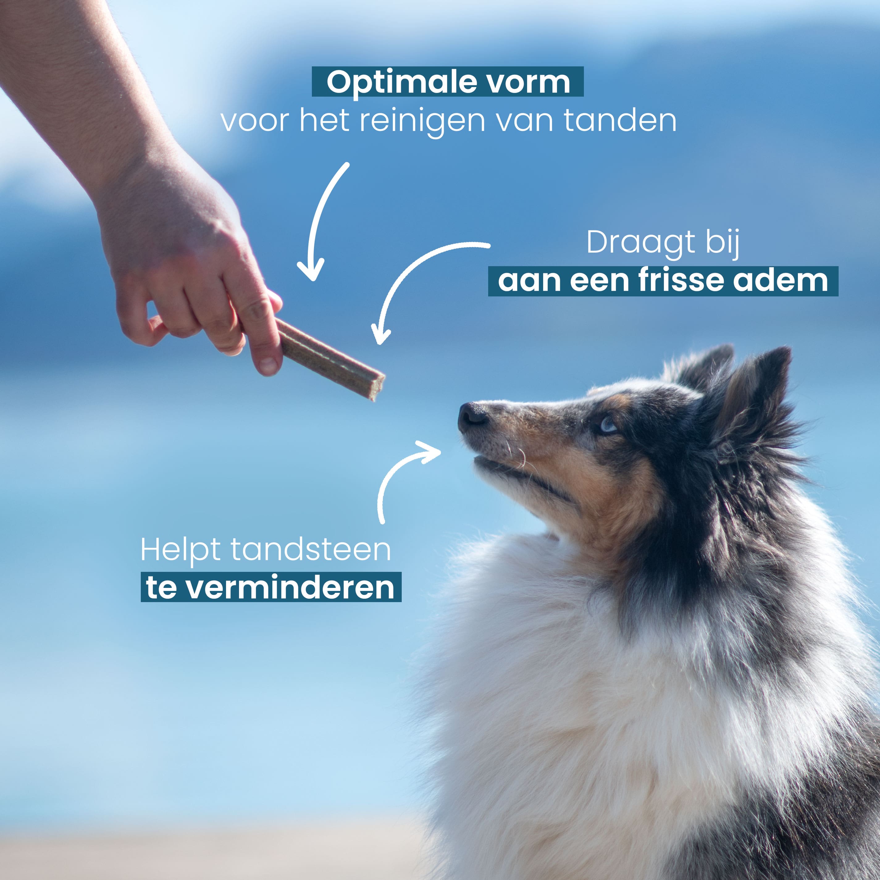 Hondenkauwsticks van 2 tot 25 kg met bijbehorende voordelen