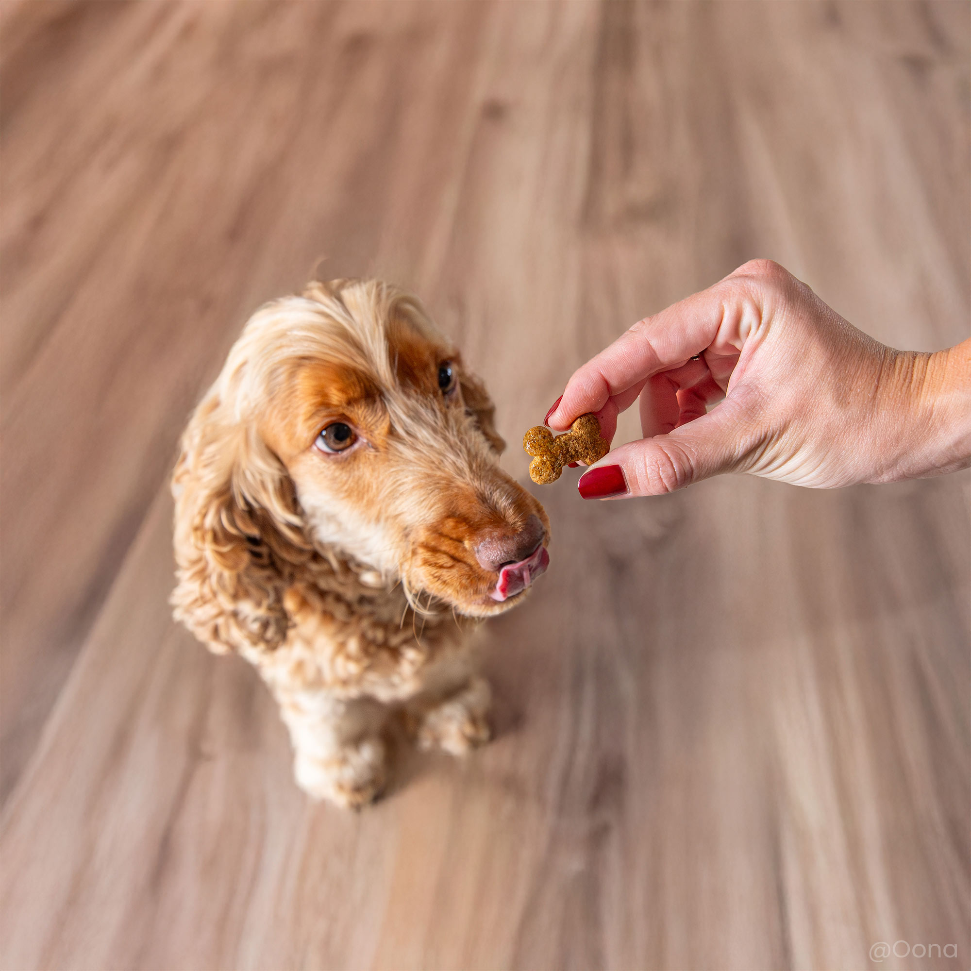 Lamssnack voor honden met een gevoelige spijsvertering, gegeven aan een Engelse Cocker Spaniel binnenshuis