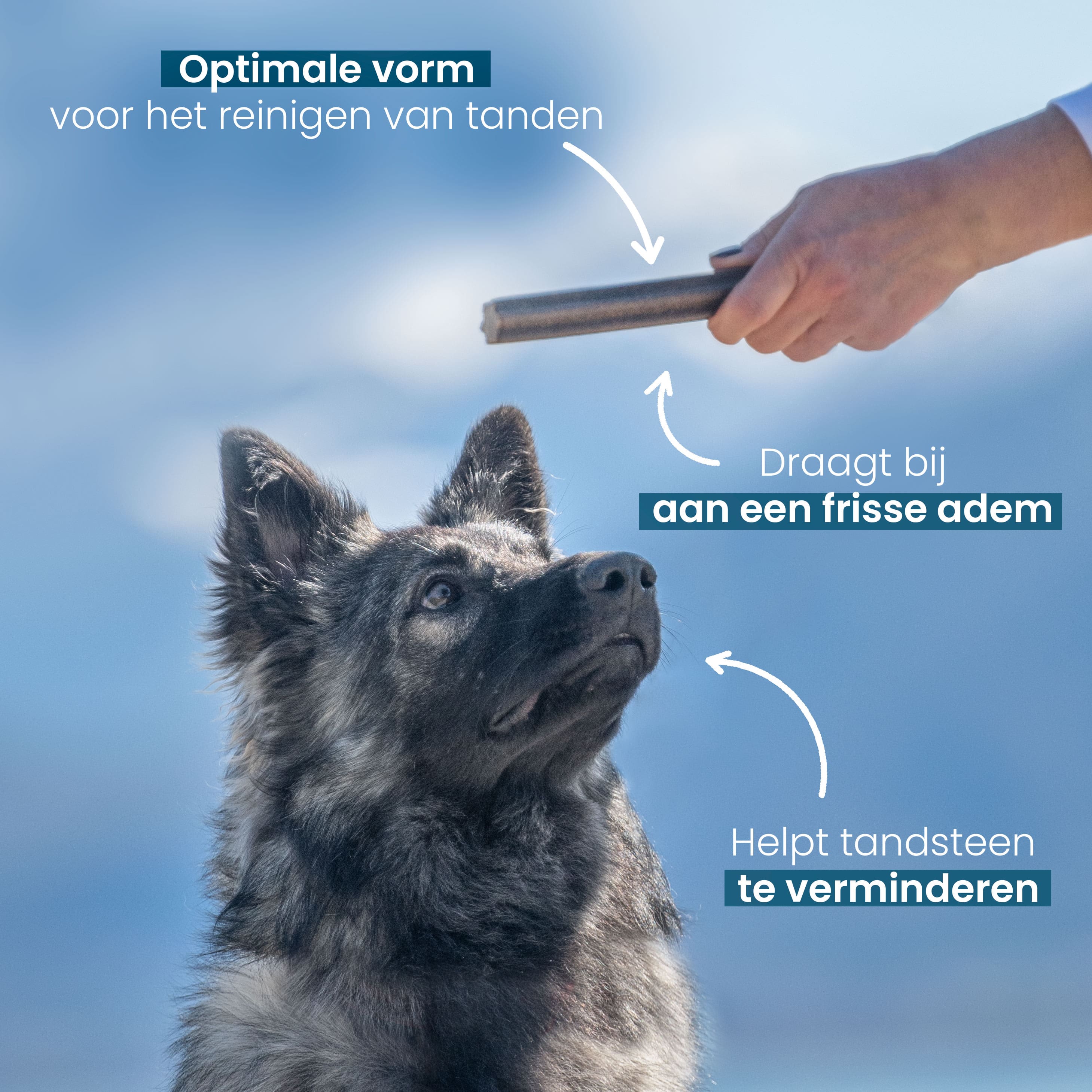 Een nadere blik op een kauwstaaf voor honden van meer dan 25 kg, met informatie over de afmetingen en voordelen