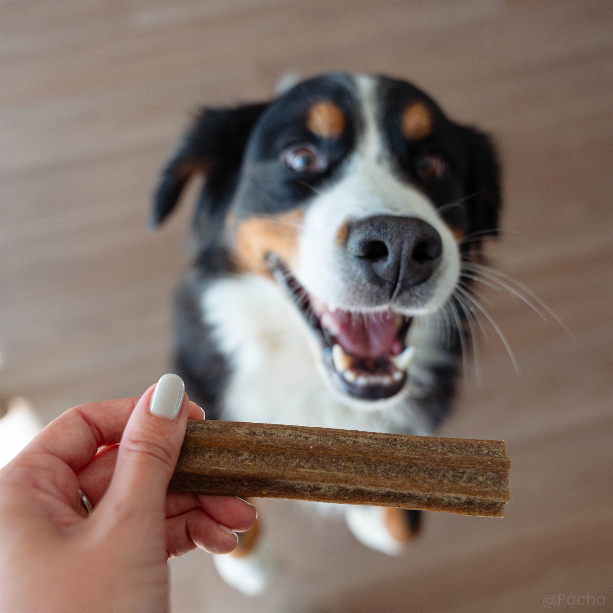 Kauwstokje, uit de set, gegeven aan een zittende Berner Sennenhond
