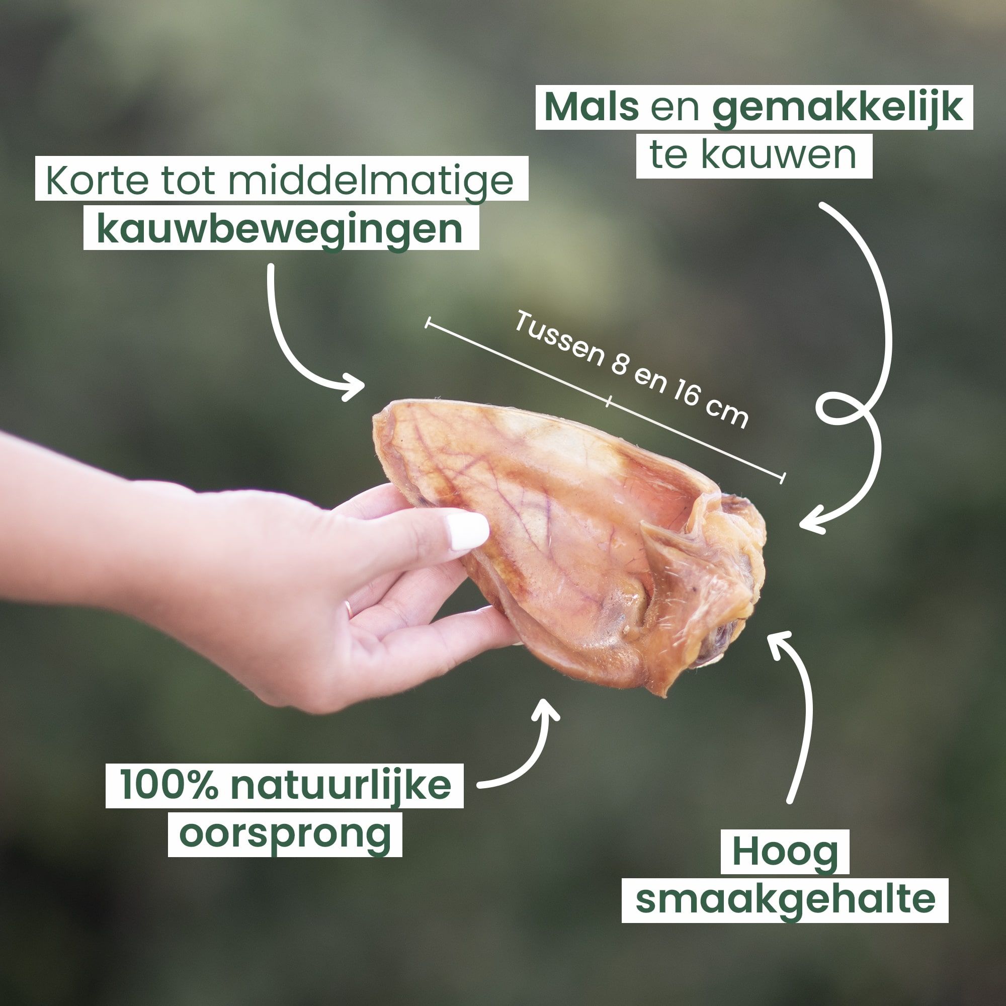 De voordelen van varkensoren voor hond benadrukken