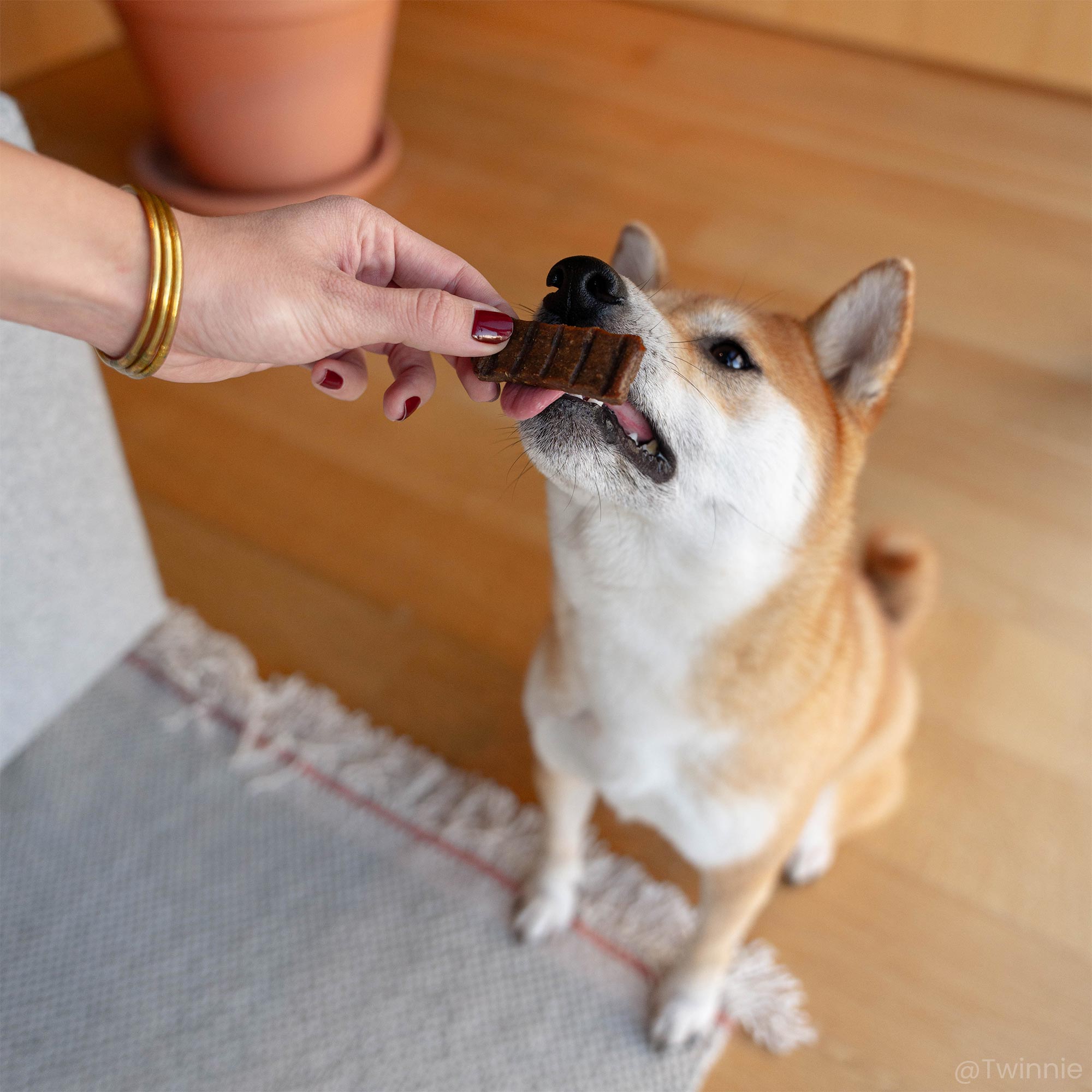 Ook al zijn ze klein, ze worden beïnvloed door een Shiba Inu