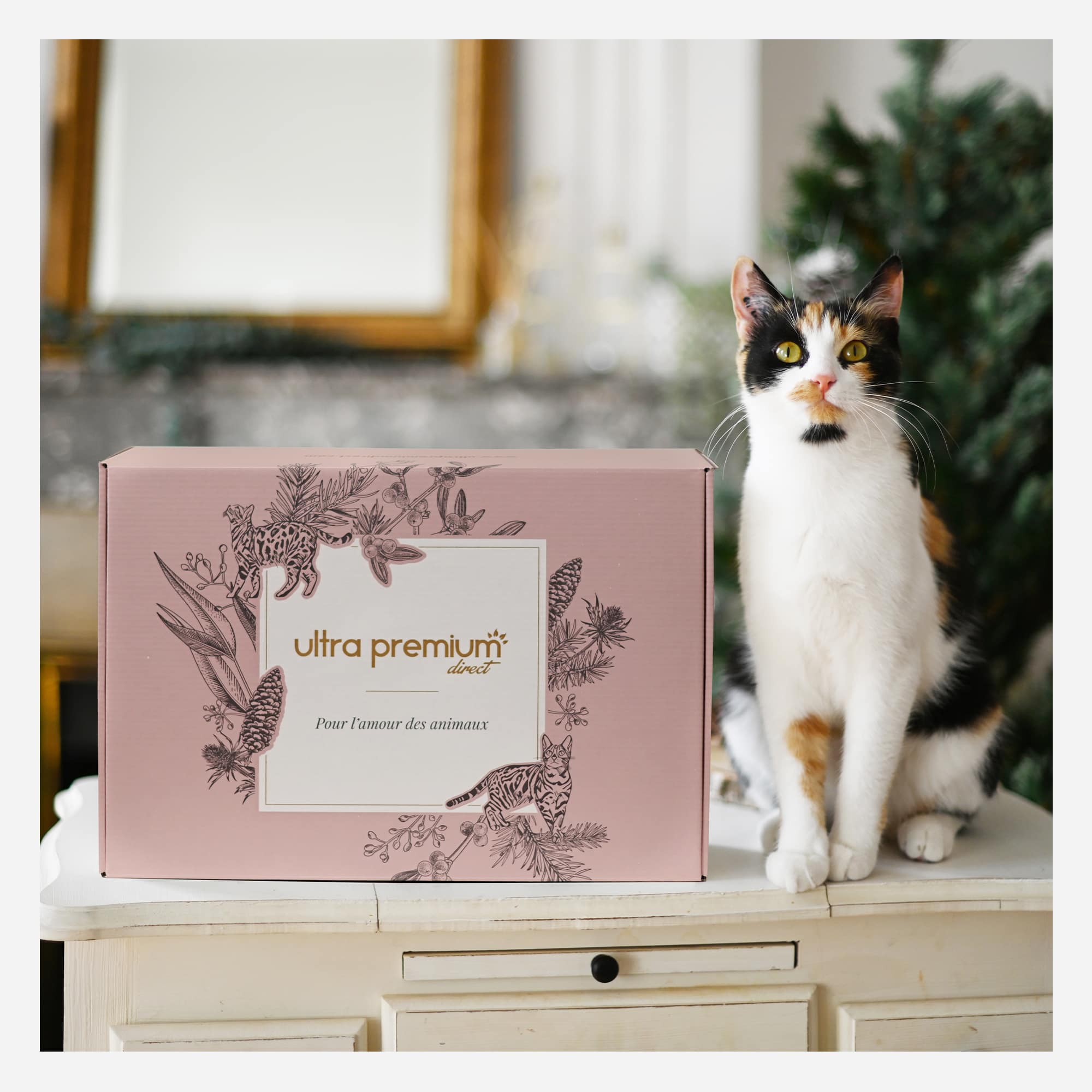 Geschenkdoos voor kat