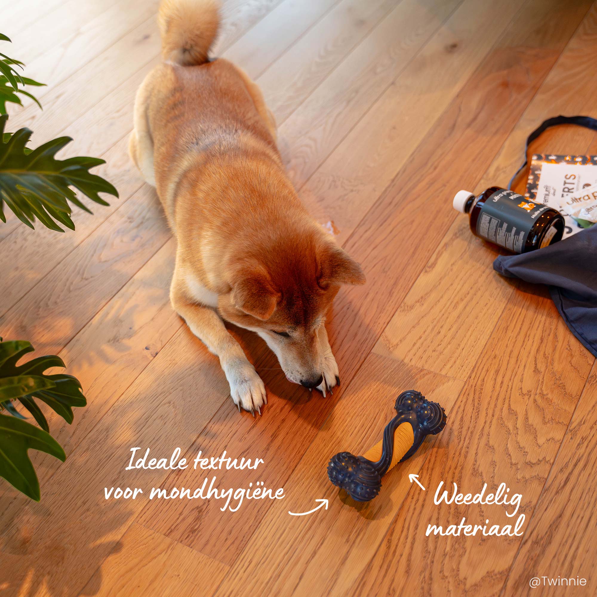 Shiba speelt met een bot van twee materialen, ideaal voor tandhygiëne