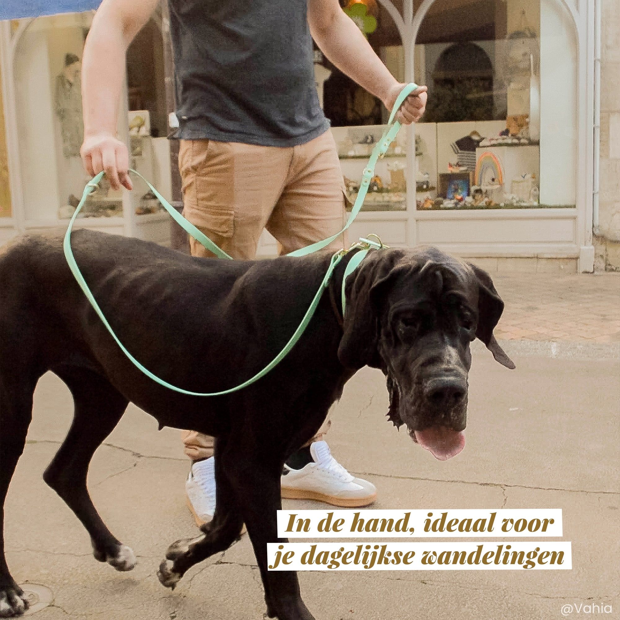 Duitse Dog aan de wandel met een saliegroene multi-positie riem Fidèle Paris in samenwerking met Ultra Premium Direct