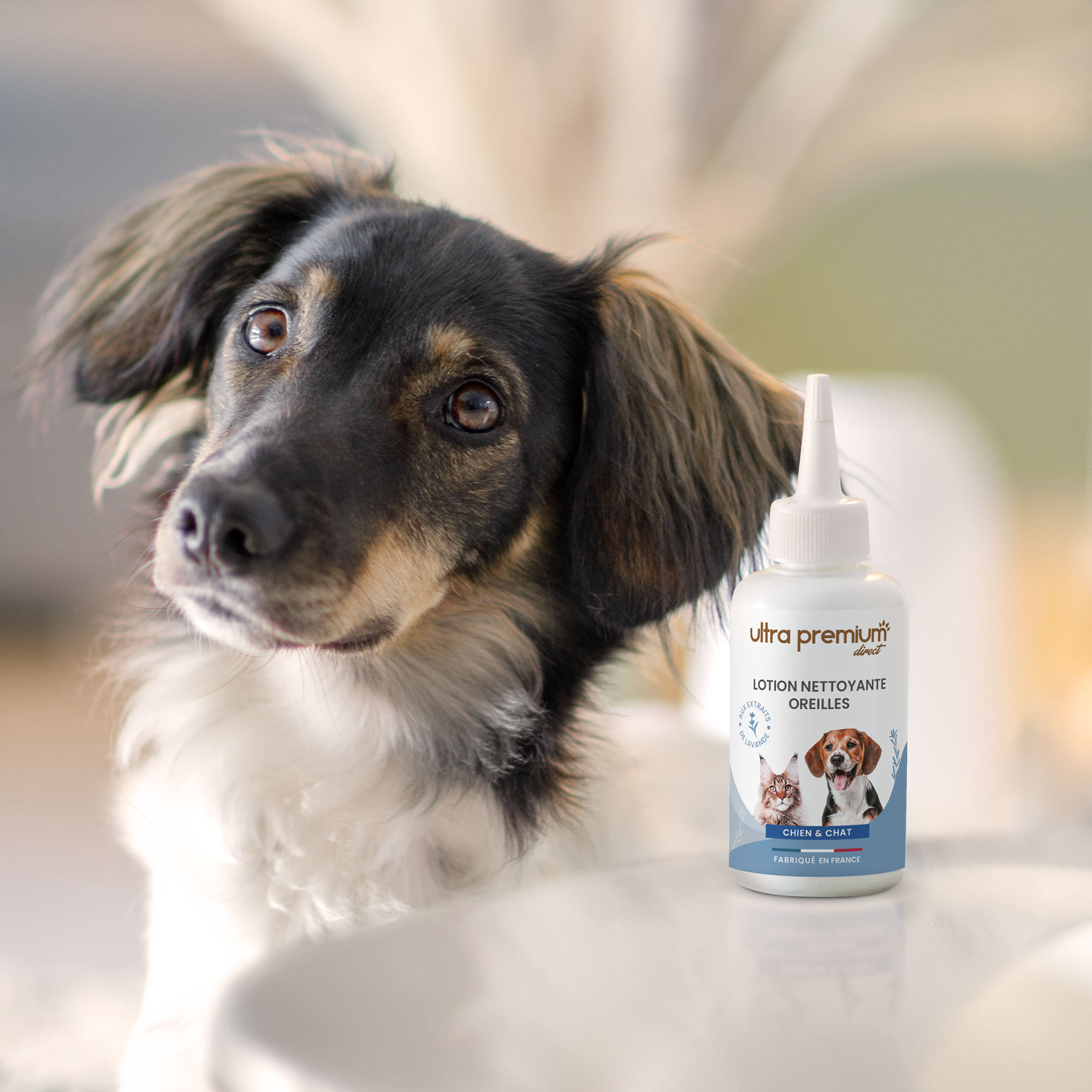 Oorreinigingslotion aangebracht op het oor van een teckelmix