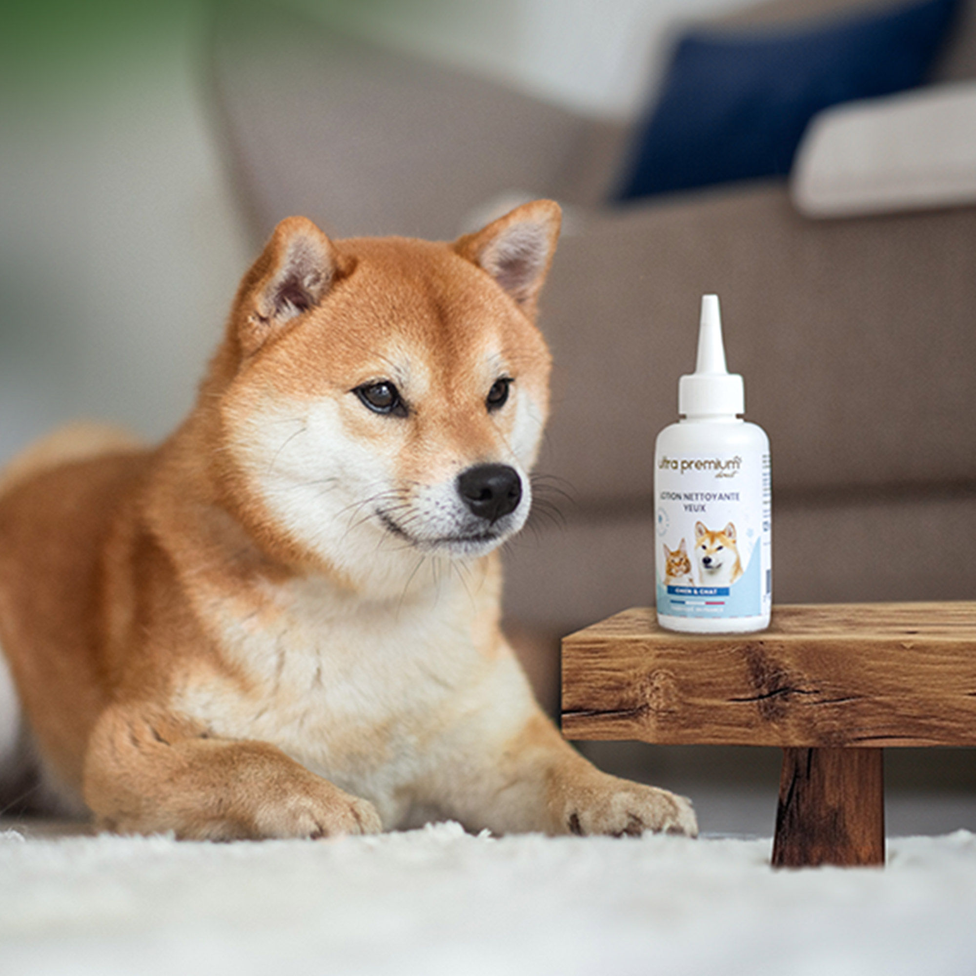 Oogreinigingslotion aangebracht op het oog van een Shiba Inu