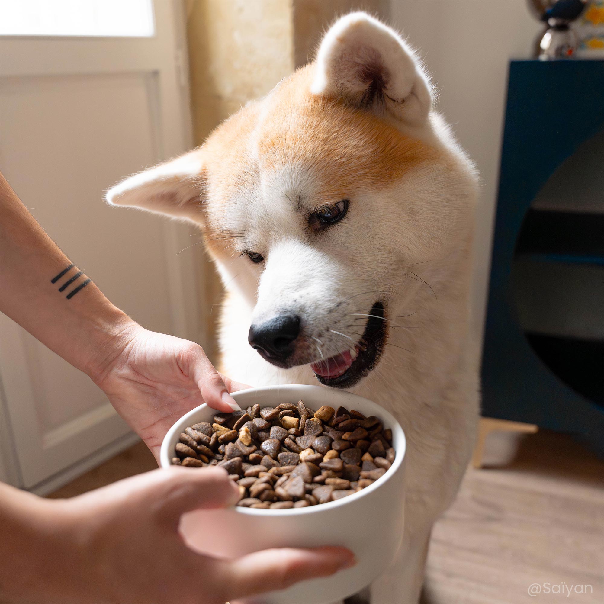 Akita Inu voor een bak met brokken, van bovenaf gezien, met productdetails aan de rechterkant.