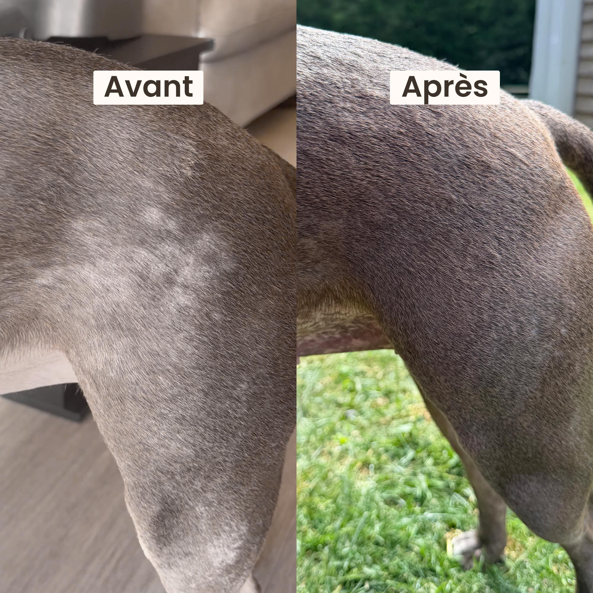 Boxer marron devant une gamelle remplie de croquettes peau et pelage pour chien adulte toutes tailles au saumon