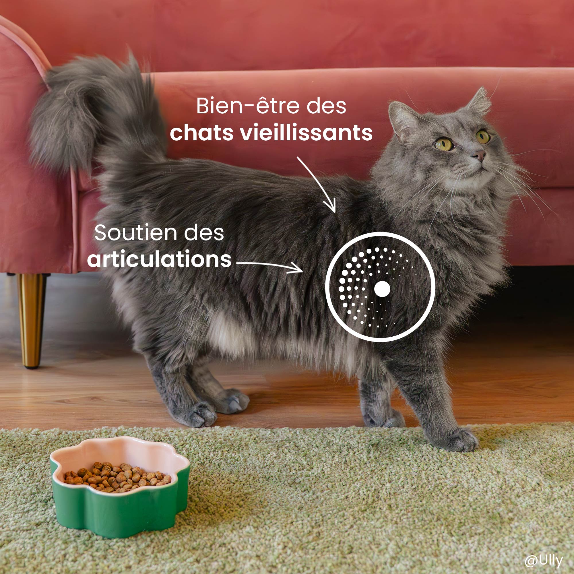 Cible et 2 bénéfices de la recette de croquettes senior 7+ au poulet pour chat