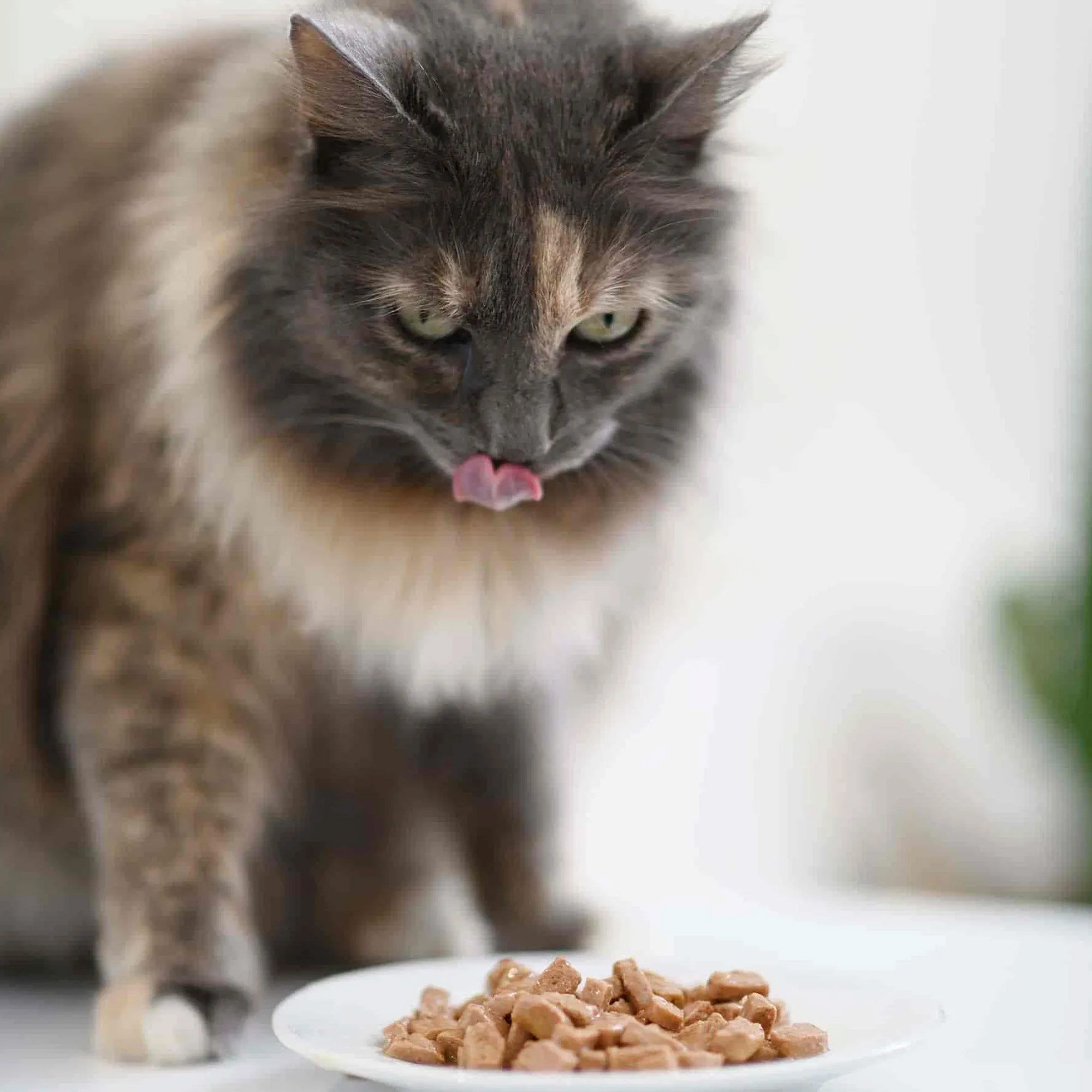 Chat noir se léchant les babines devant des émincés en sauce sans céréales au saumon & au cabillaud dans une assiette