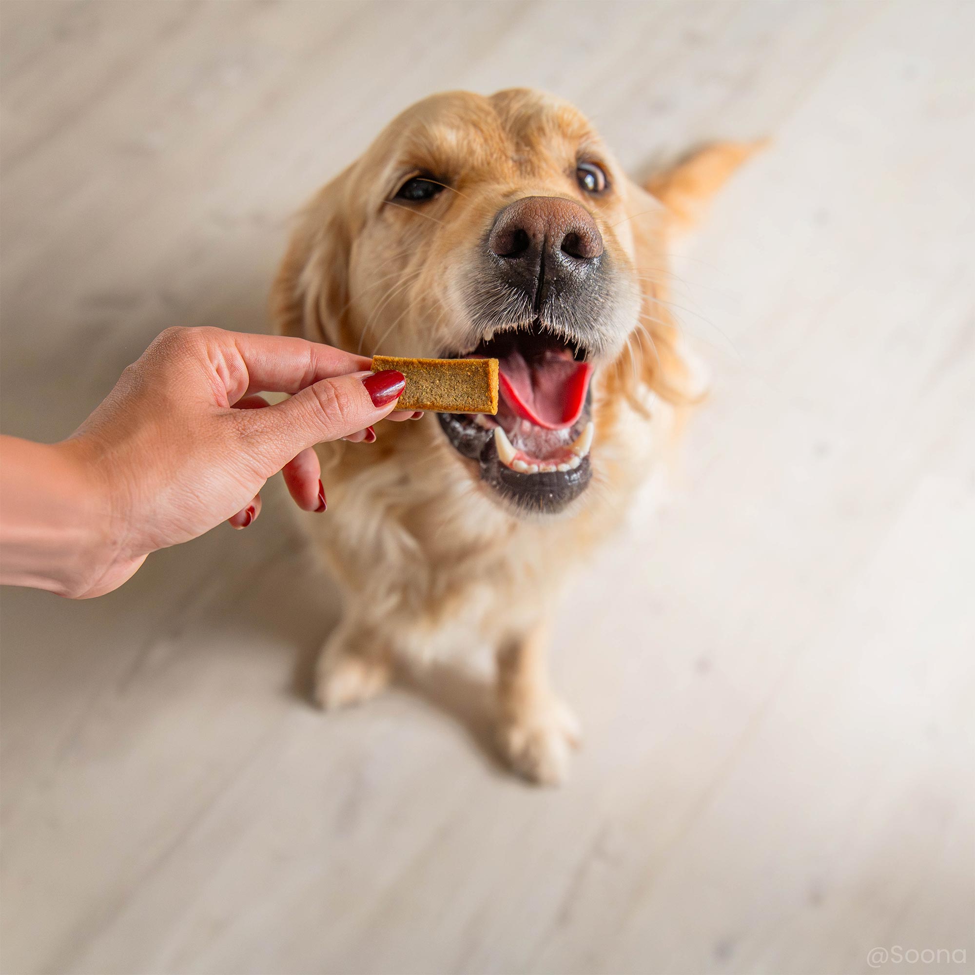 Friandise articulation sans céréales pour chien donnée à un Golden Retreiver