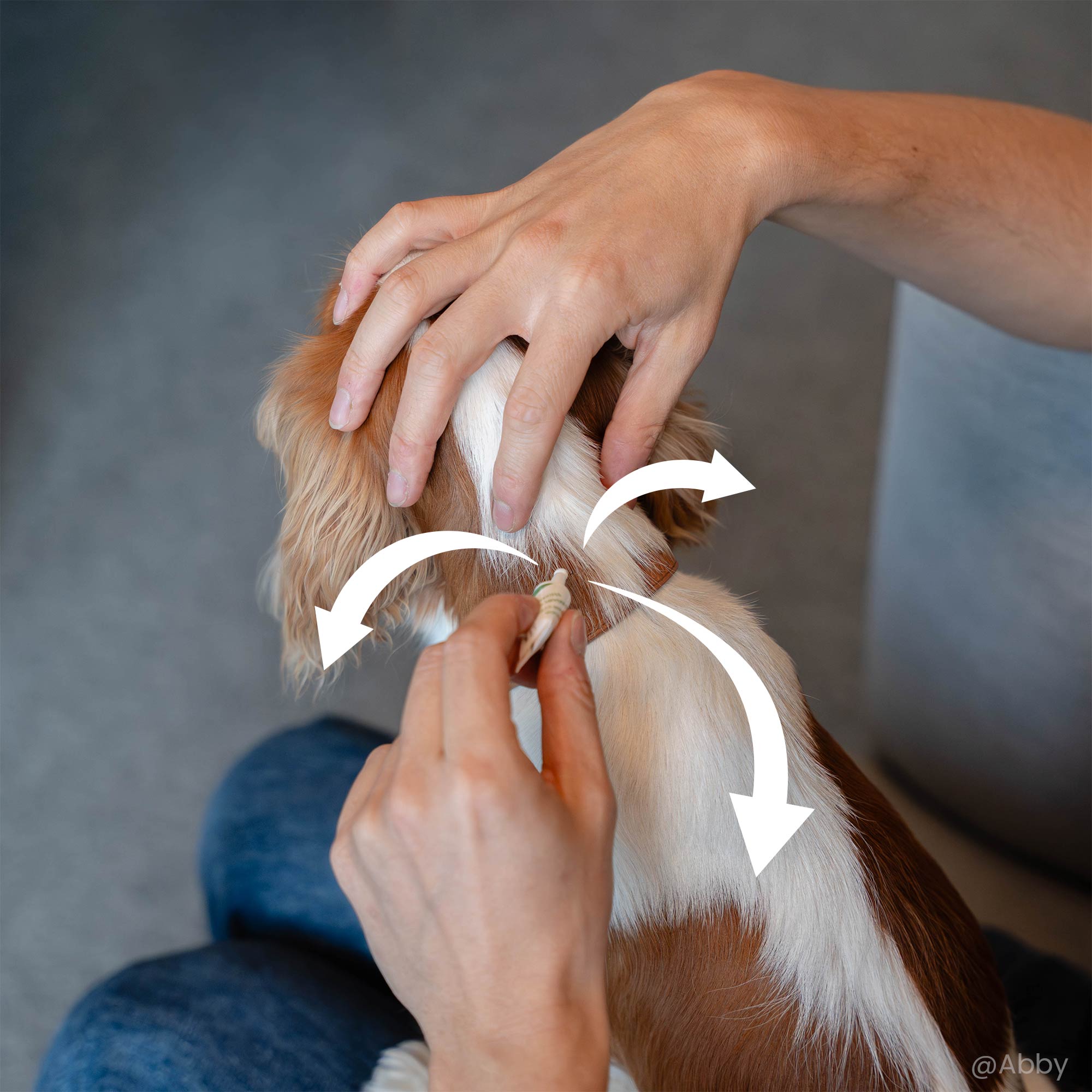 Application d'une pipette répulsive antiparasitaires pour chien de petite taille (2 à 15 kg) sur le dos d'un Cavalier King Charles