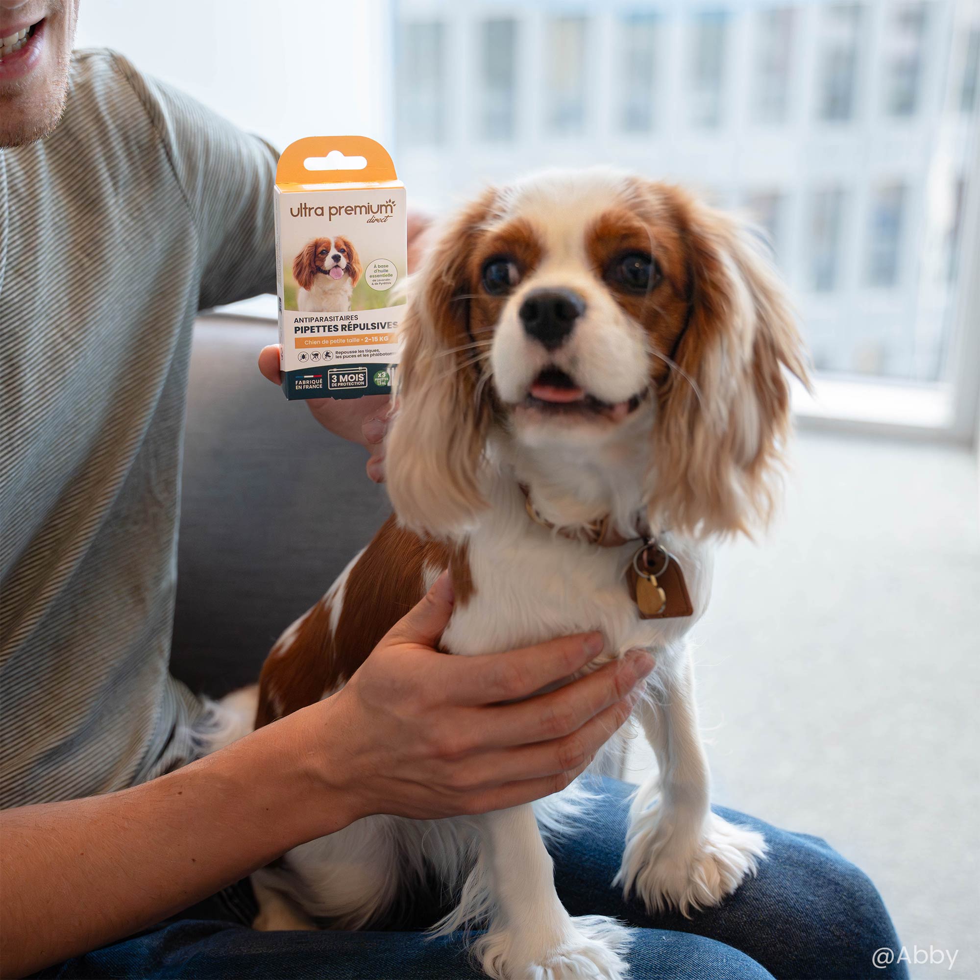 Cavalier King Charles à côté des pipettes répulsives antiparasitaires pour chien de petite taille (2 à 15 kg)