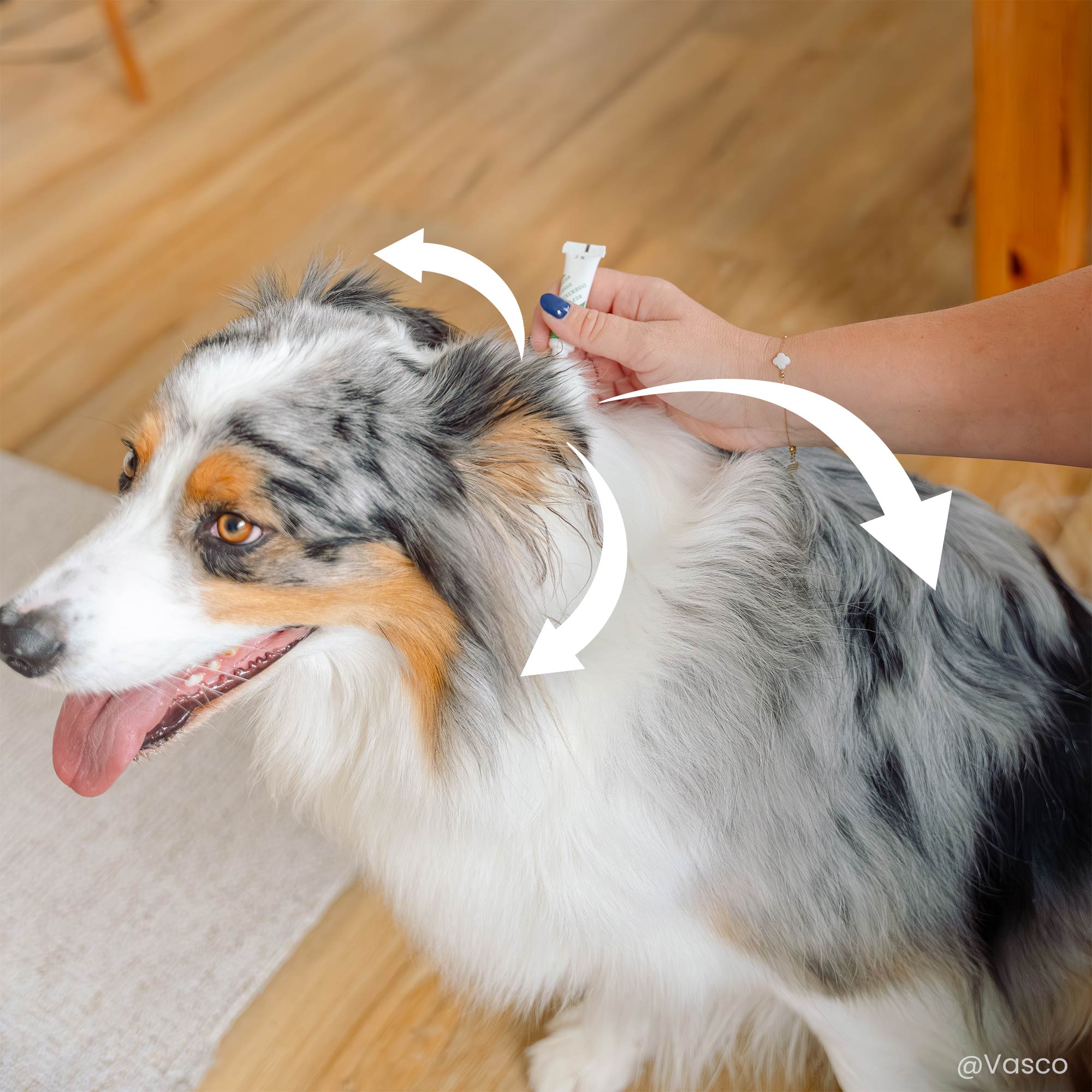 Application d'une pipette répulsive antiparasitaires pour chien de taille moyenne (15 à 30 kg) sur le dos d'un Berger australien