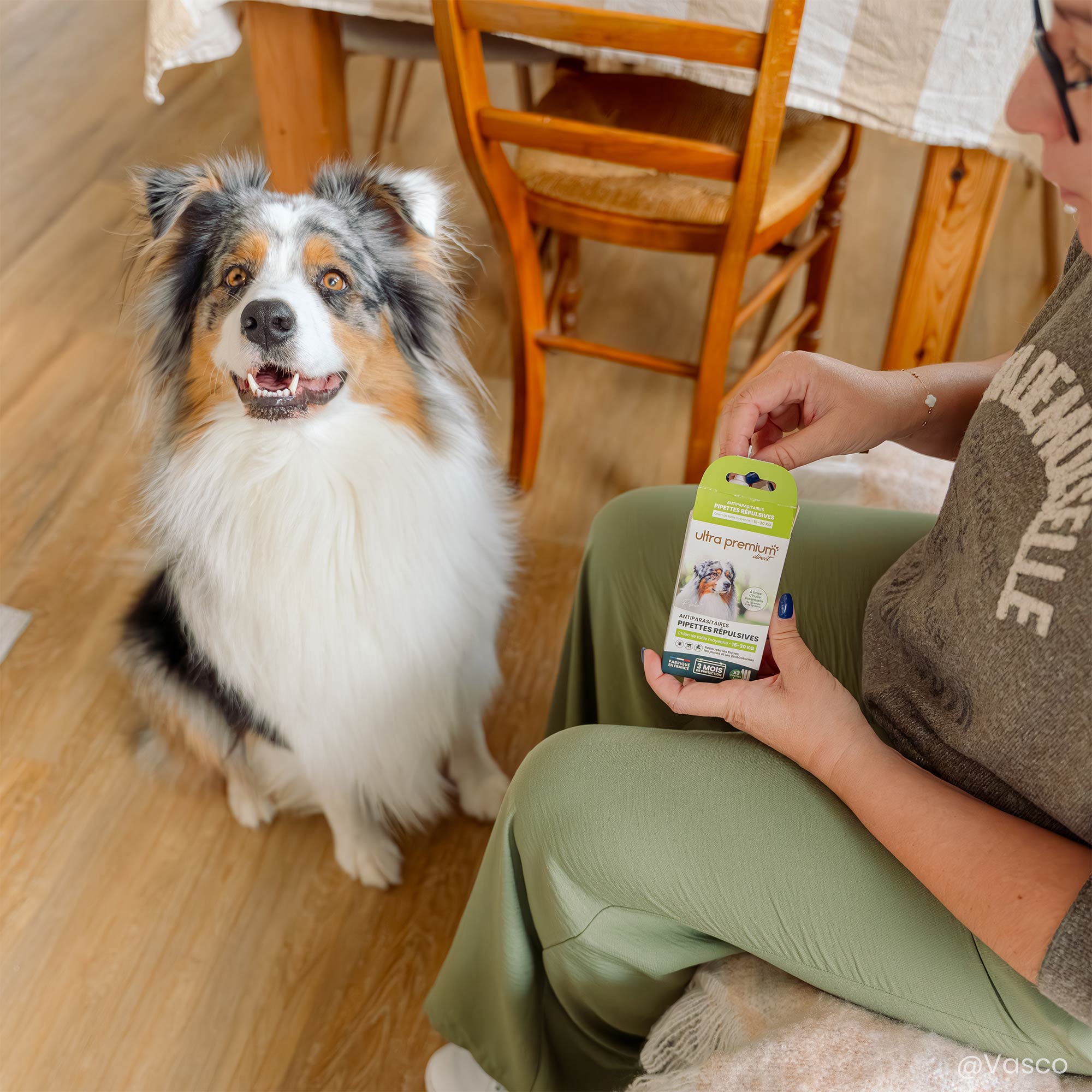 Berger australien à côté des pipettes répulsives antiparasitaires pour chien de taille moyenne (15 à 30 kg)