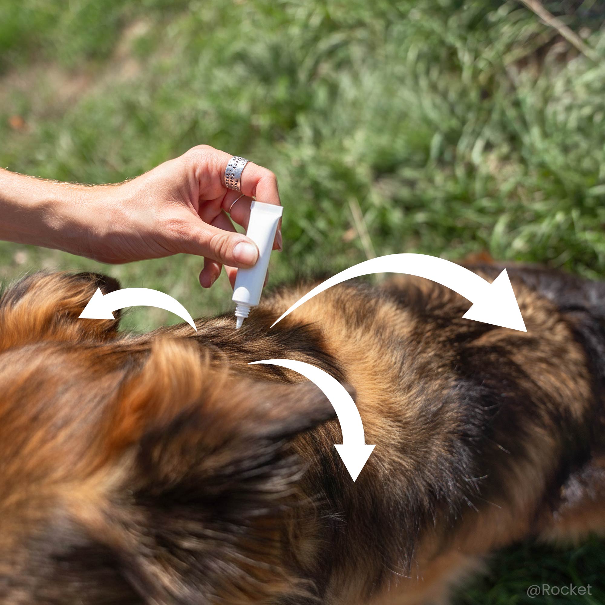Application d'une pipette répulsive antiparasitaires pour chien de grande taille (30 à 60 kg), sur le dos d'un Berger Allemand