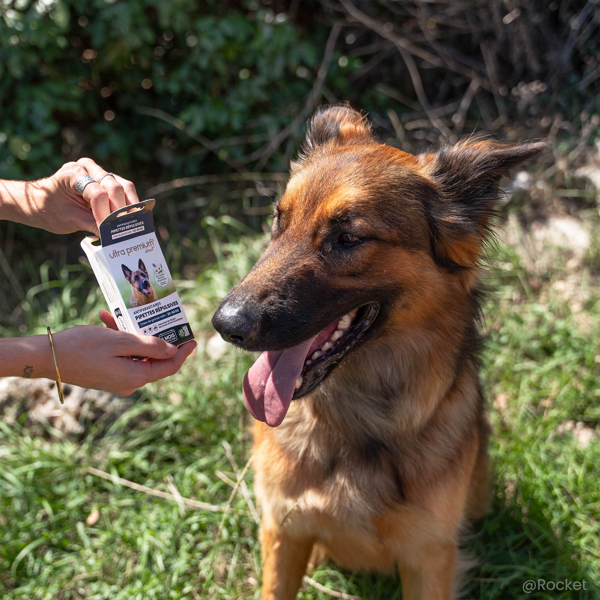 Berger Allemand assis dans l'herbe à côté des pipettes répulsives antiparasitaires pour chien de grande taille (30 à 60 kg) posées sur un tronc d'arbre