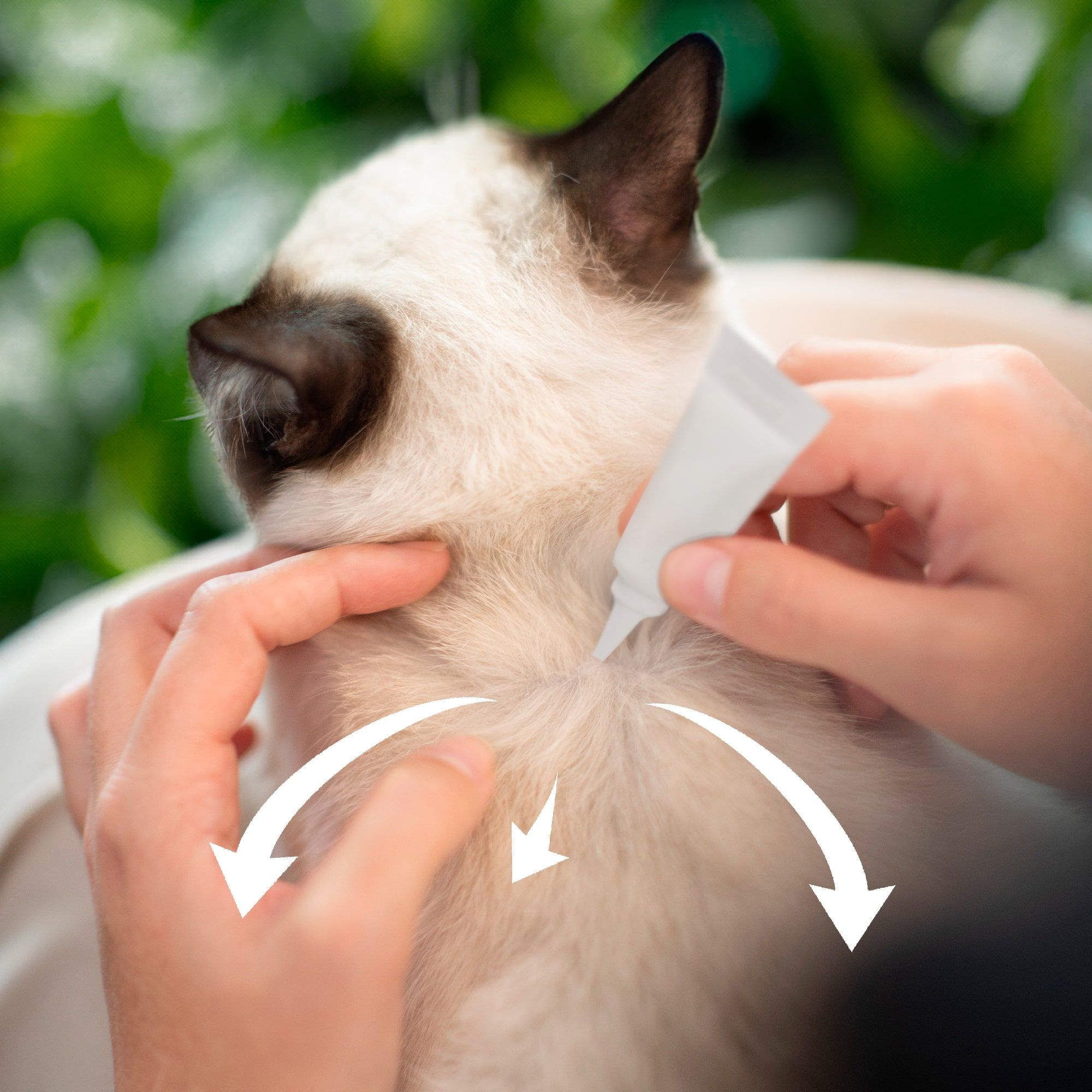 Siamois debout sur un muret de pierres à côté des pipettes répulsives antiparasitaires pour chat