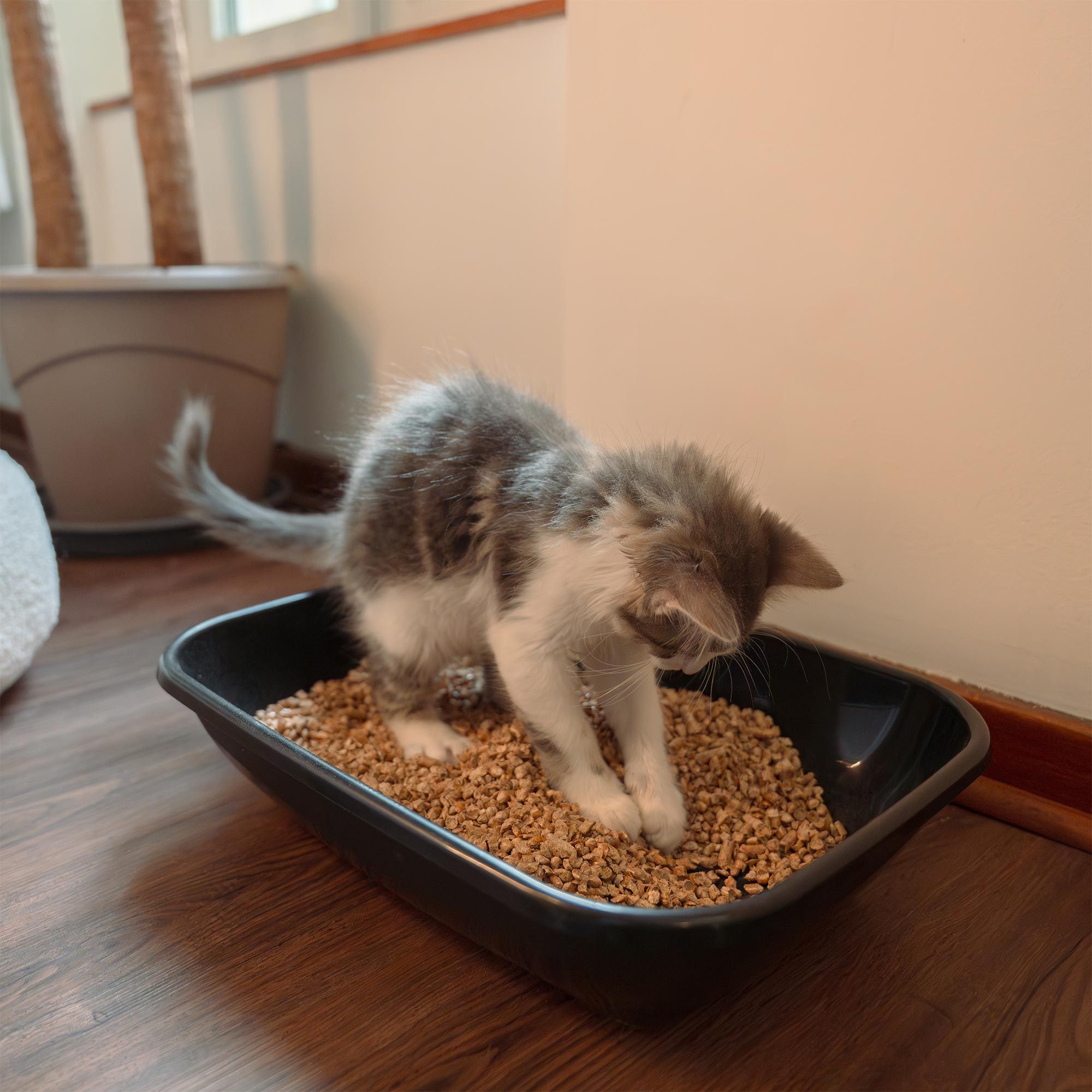 Litière végétale pour chat - 1 sac de 10L