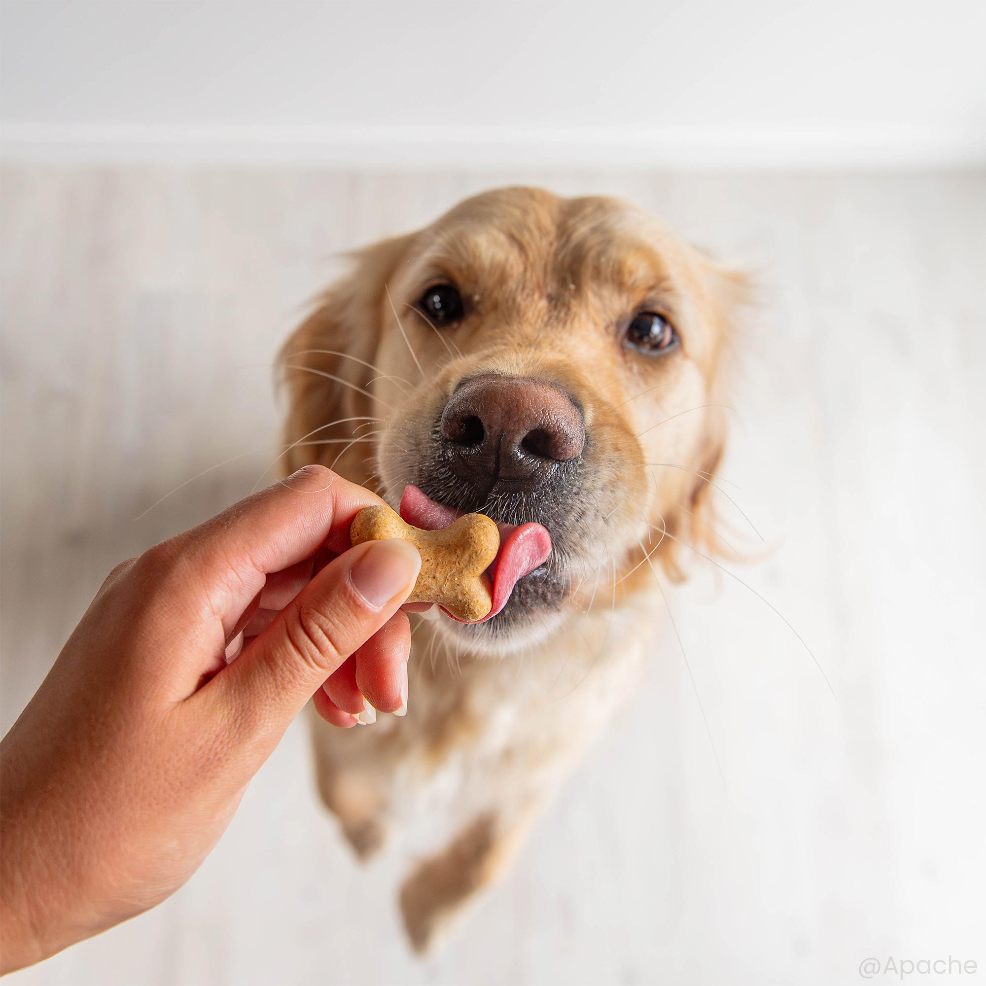 Golden retriever qui va manger un biscuit