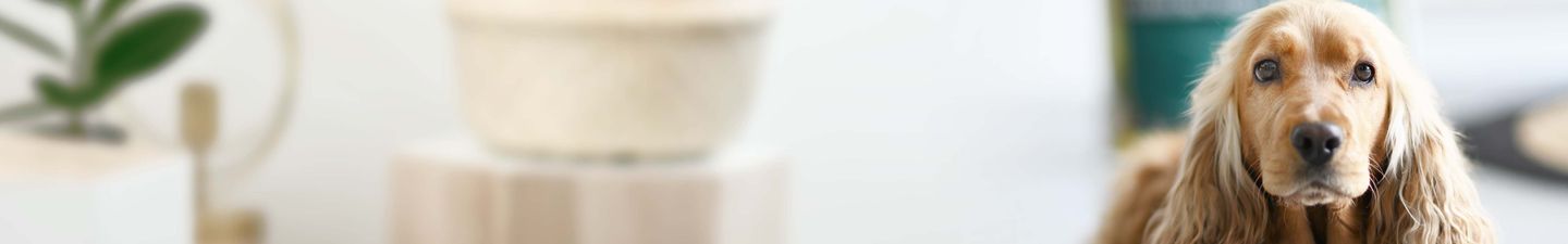 Alimentation pour chien castré