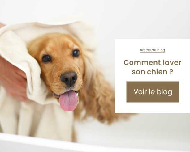 article de blog laver son chien