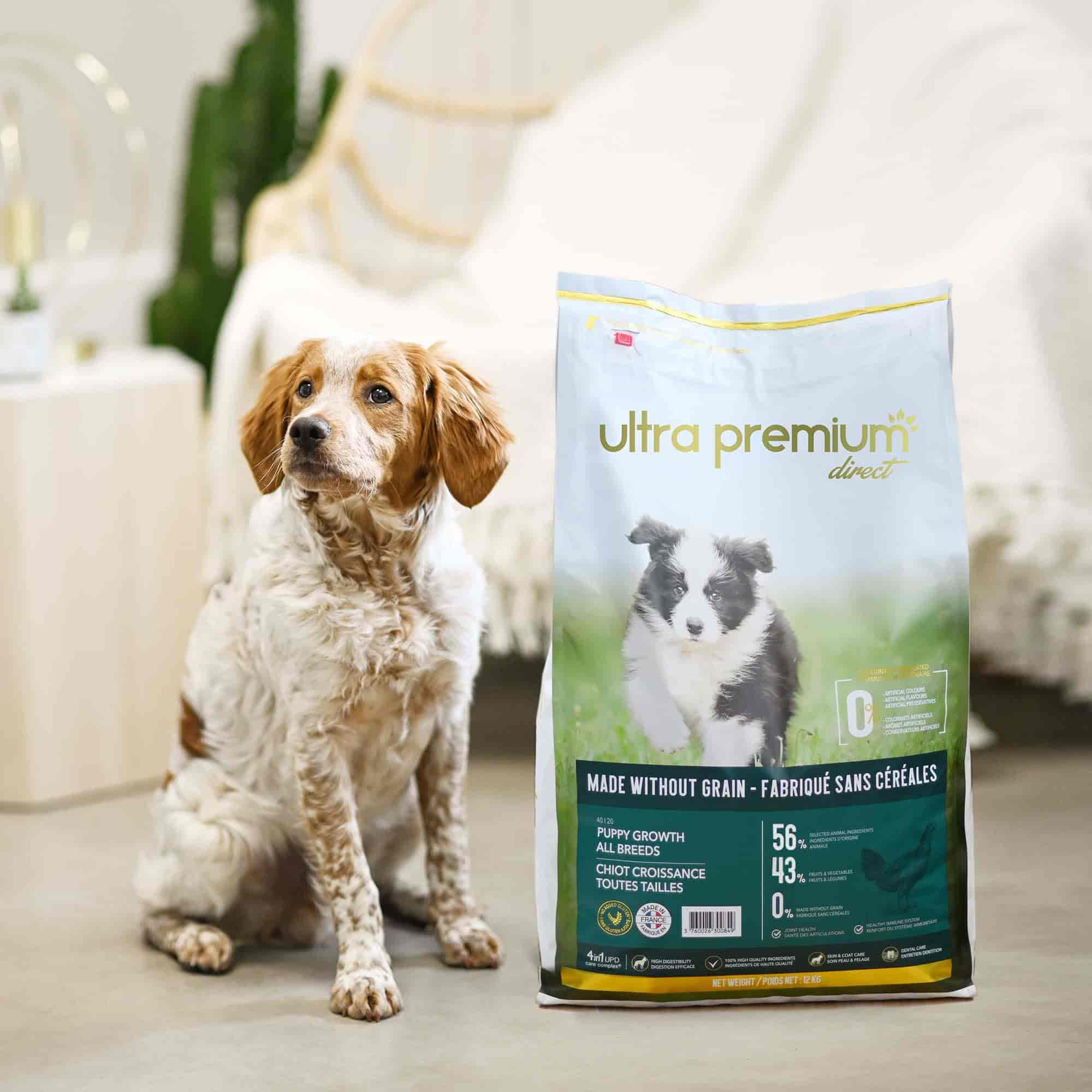 Épagneul breton en intérieur se tenant à côté d'un sac de croquette sans céréales pour chiot croissance de toutes tailles