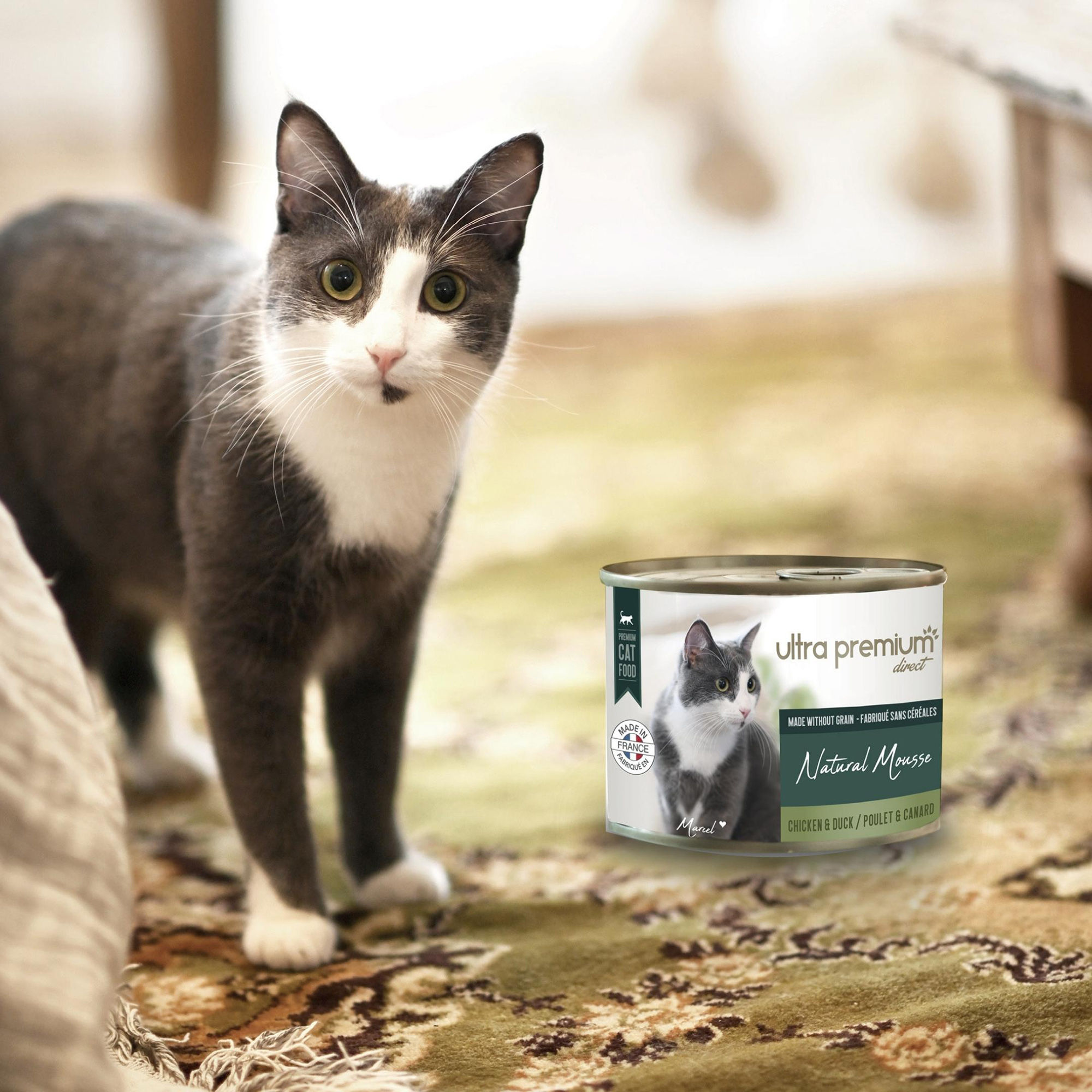 Chat noir en extérieur et à côté d'une boîte de mousse sans céréales au canard & au poulet