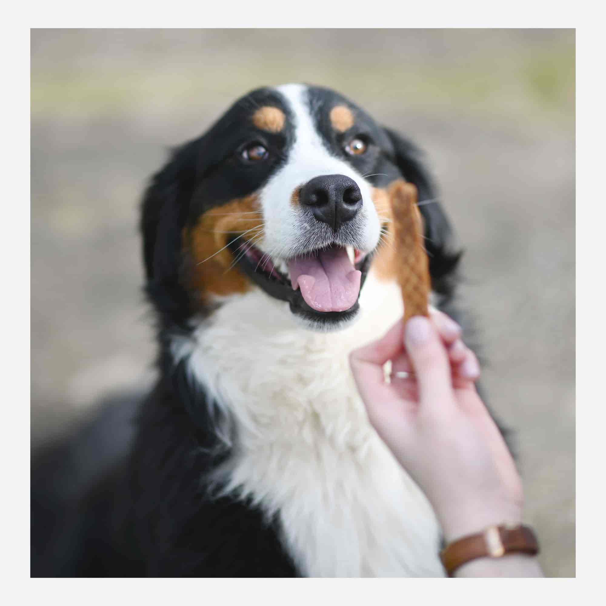 Bouvier bernois heureux face à un Premium Dental Stick au poulet
