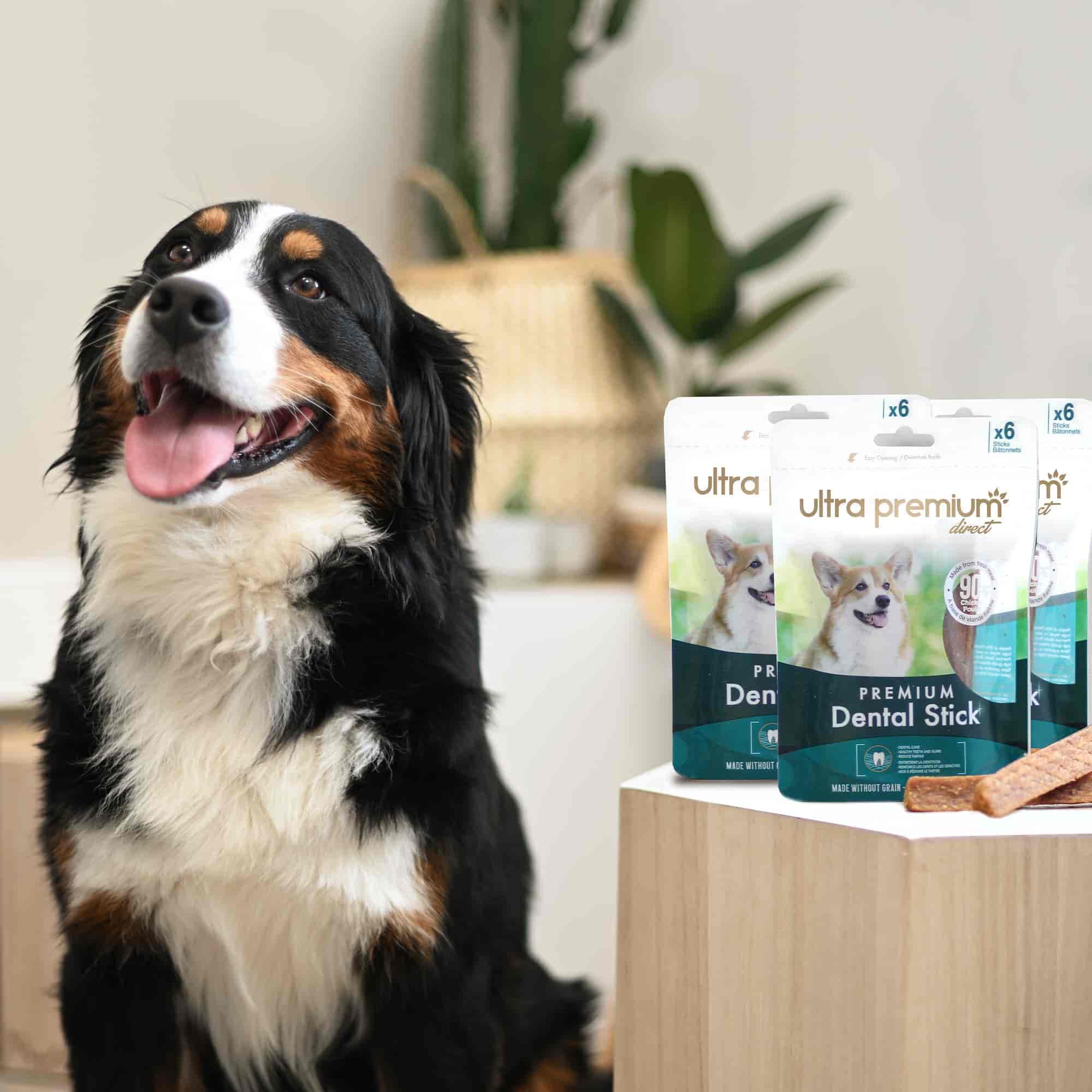 Bouvier bernois en intérieur, heureux à côté de sachets de Premium Dental Stick au poulet