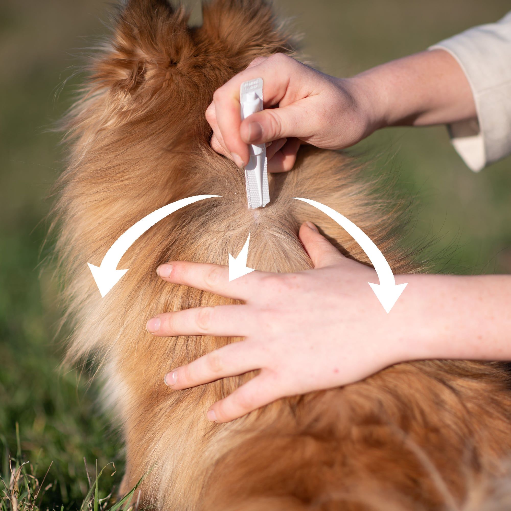 Application d'une pipette répulsive antiparasitaires pour chien de petite taille (2 à 15 kg) sur le dos d'un Spitz nain