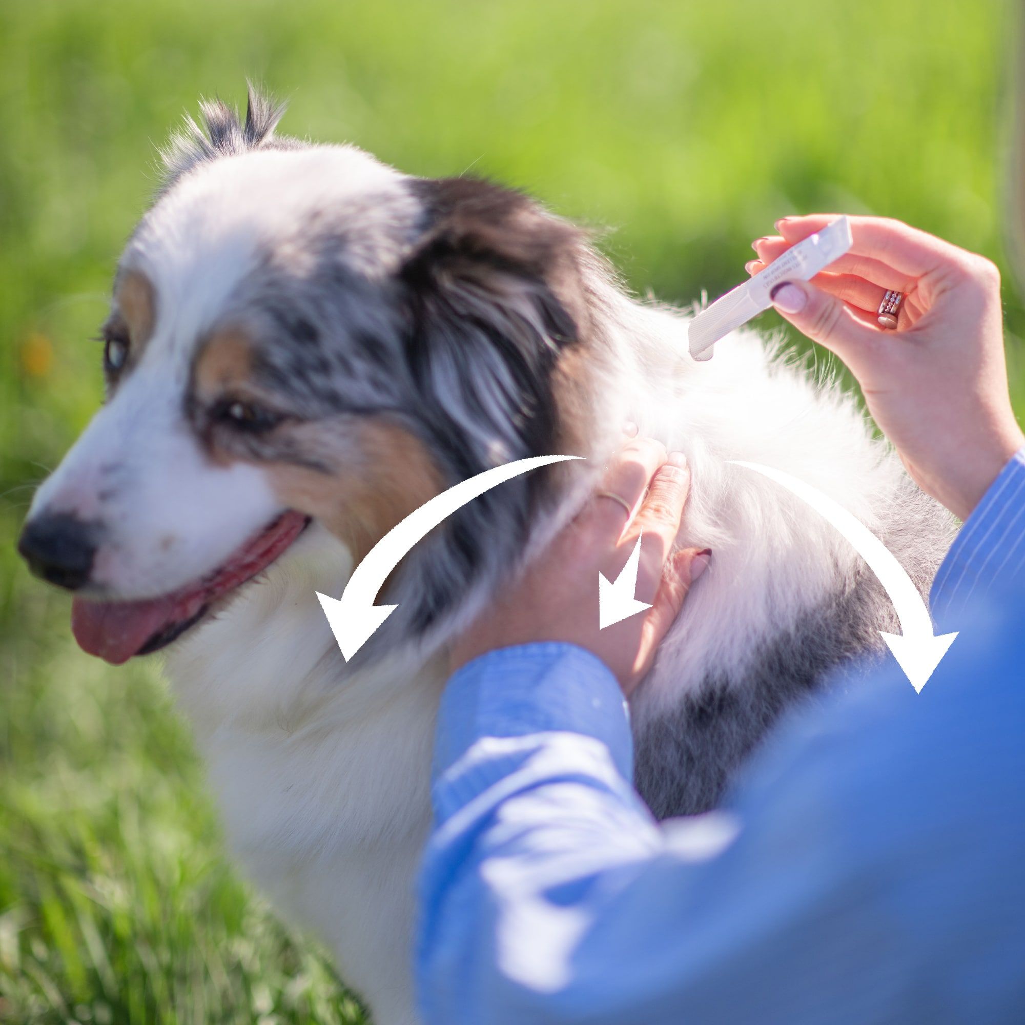Application d'une pipette répulsive antiparasitaires pour chien de taille moyenne (15 à 30 kg) sur le dos d'un Berger australien
