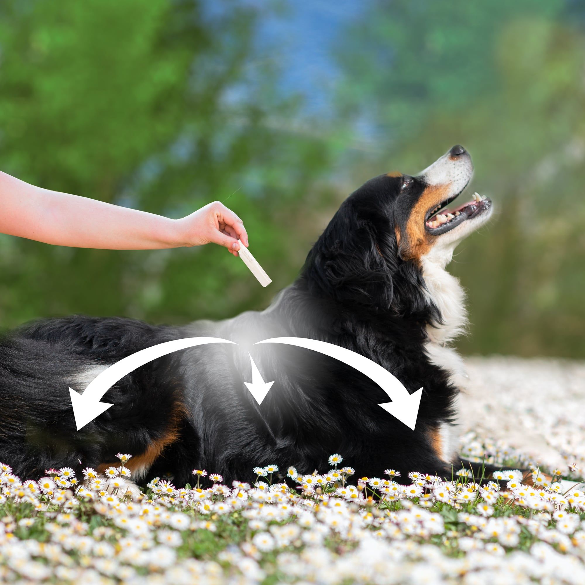 Application d'une pipette répulsive antiparasitaires pour chien de grande taille (30 à 60 kg), sur le dos d'un Bouvier bernois