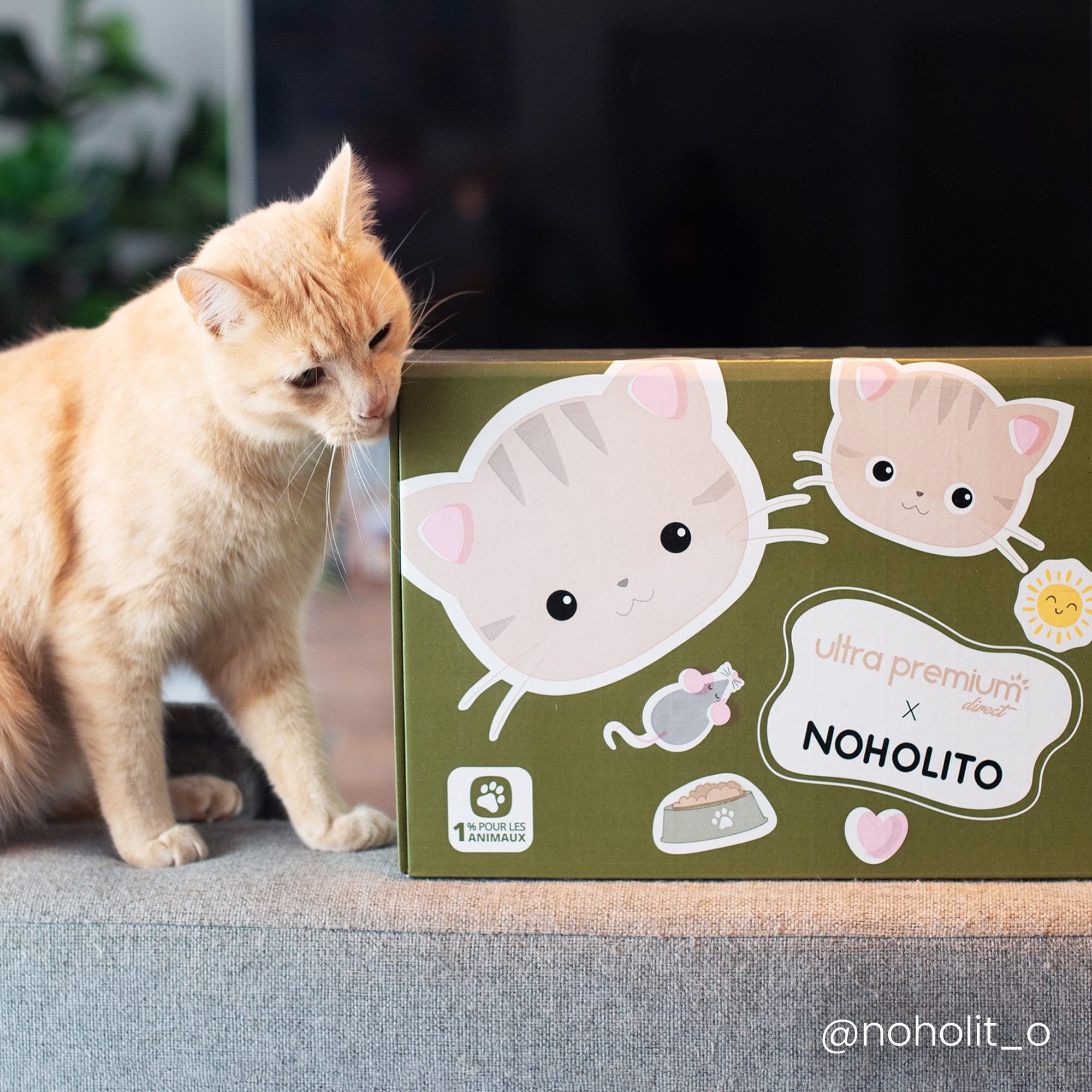 Box cadeau pour Chat