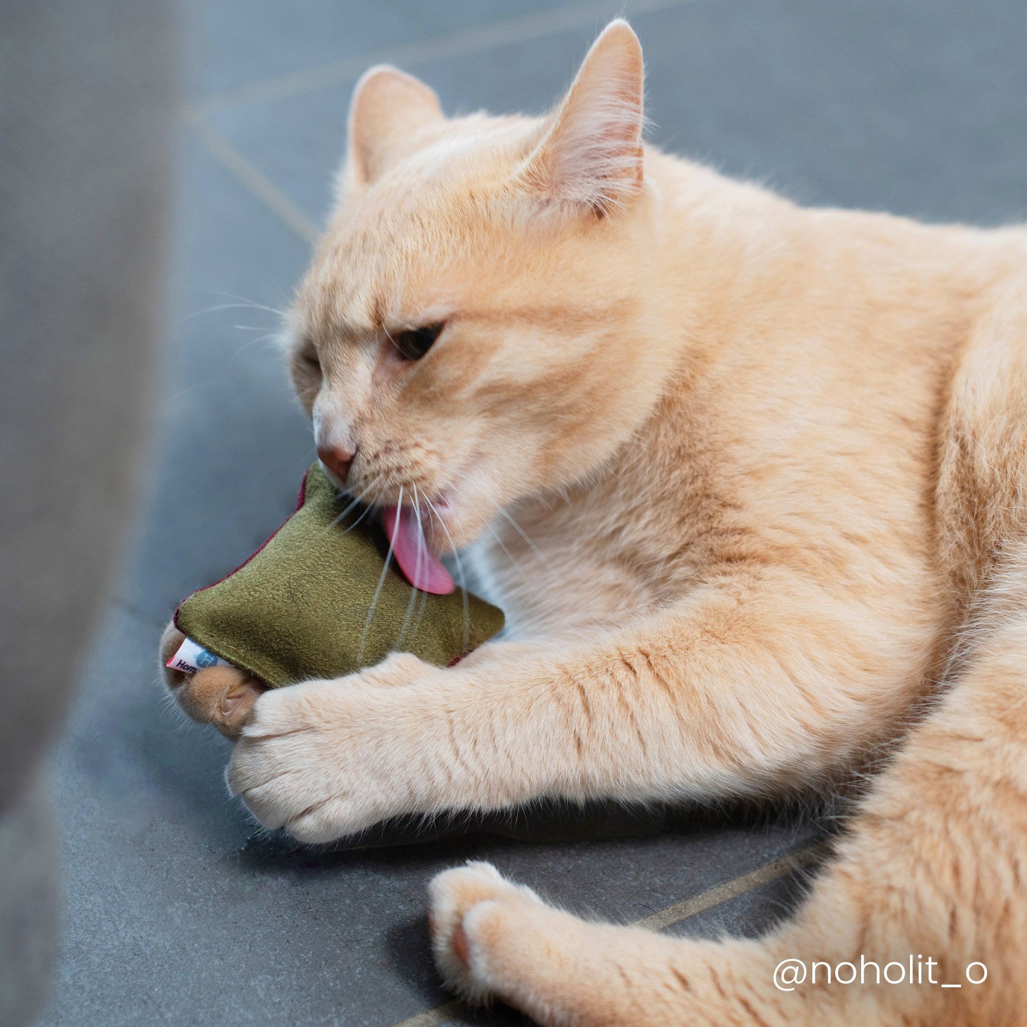 Box cadeau pour Chat