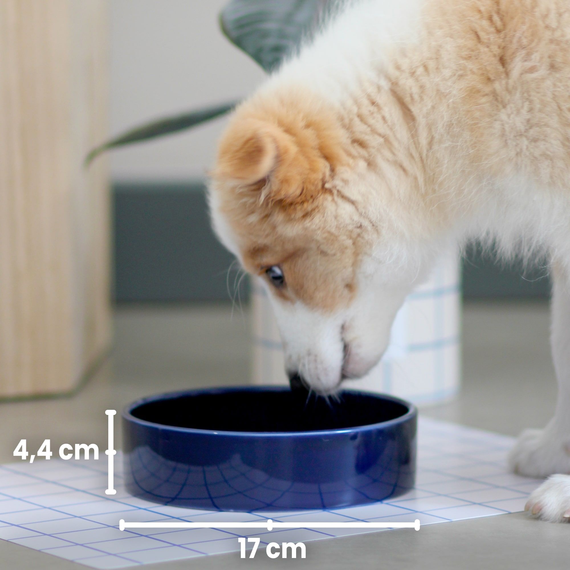 Box pour chien Ultra Premium Direct x By Charlot