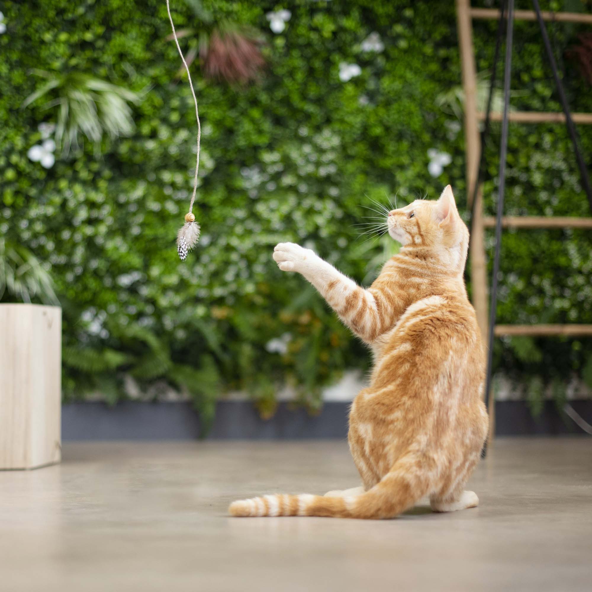 Canne à pêche pour chat