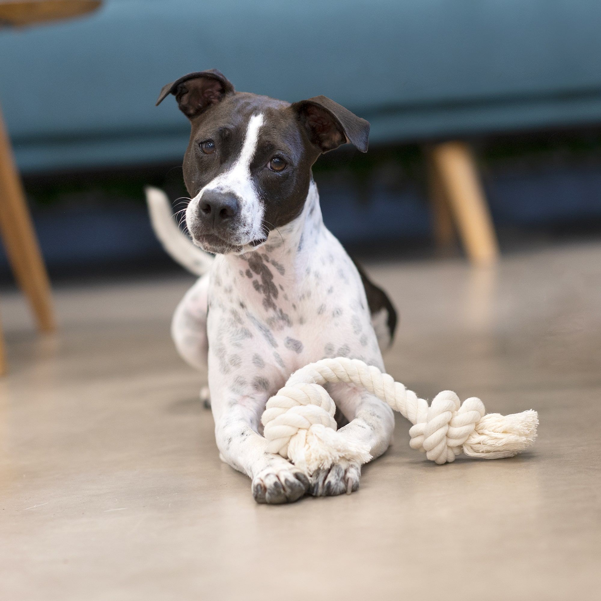 Jouet corde pour chien