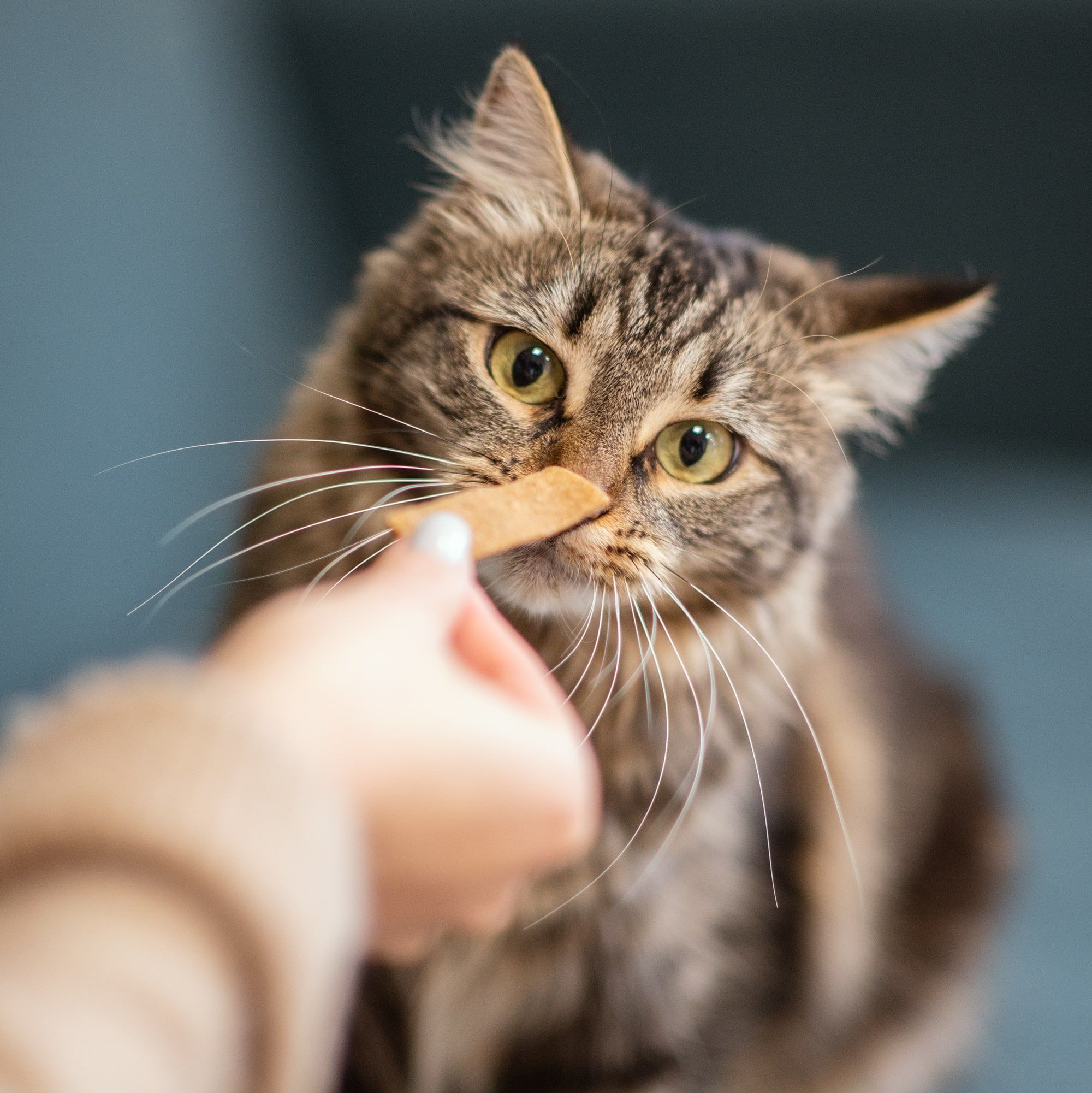 Friandise Premium Tasty Treat savoureuse donnée à un Maine Coon assis en intérieur