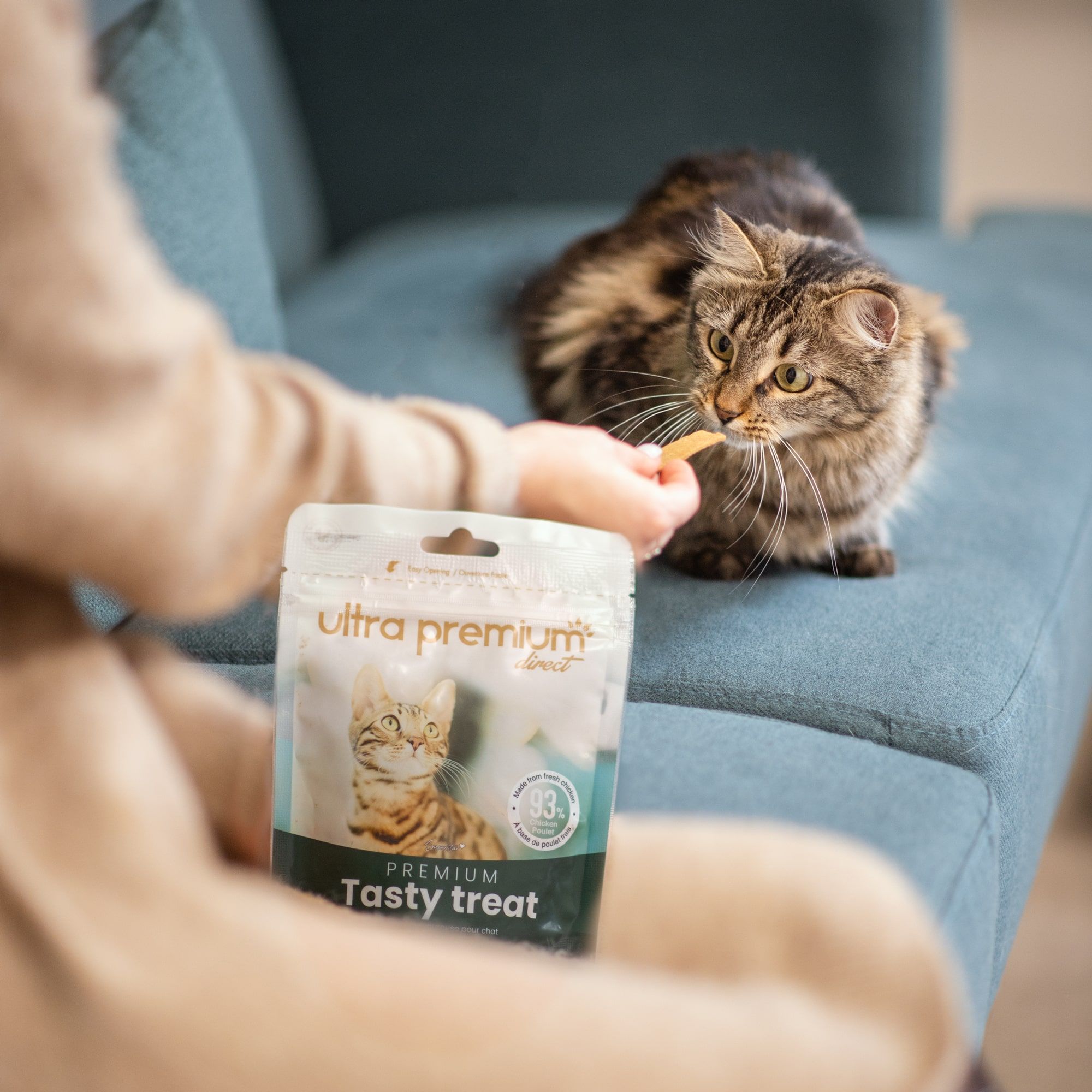 Friandise Premium Tasty Treat savoureuse donnée à un Maine Coon couché en intérieur