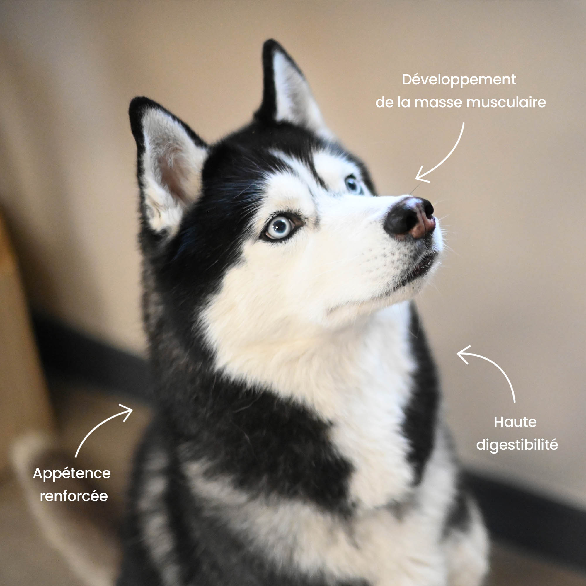 Husky se tenant droit avec mise en avant des bienfaits de la recette