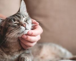 Chat caressé par sa maîtresse