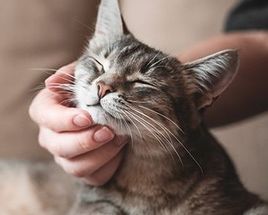 Chat ayant des allergies