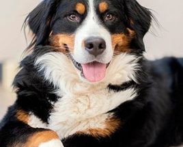 Bouvier bernois couché