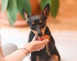 pinscher nain léchant la main de sa maîtresse