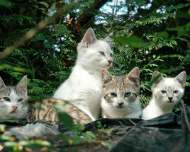 4 chats en extérieur