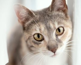 chat gros plan gris beige et blanc