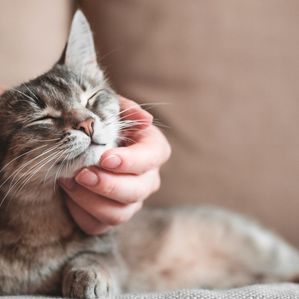 Chat caressé par sa maîtresse