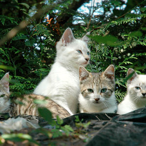 4 chats en extérieur